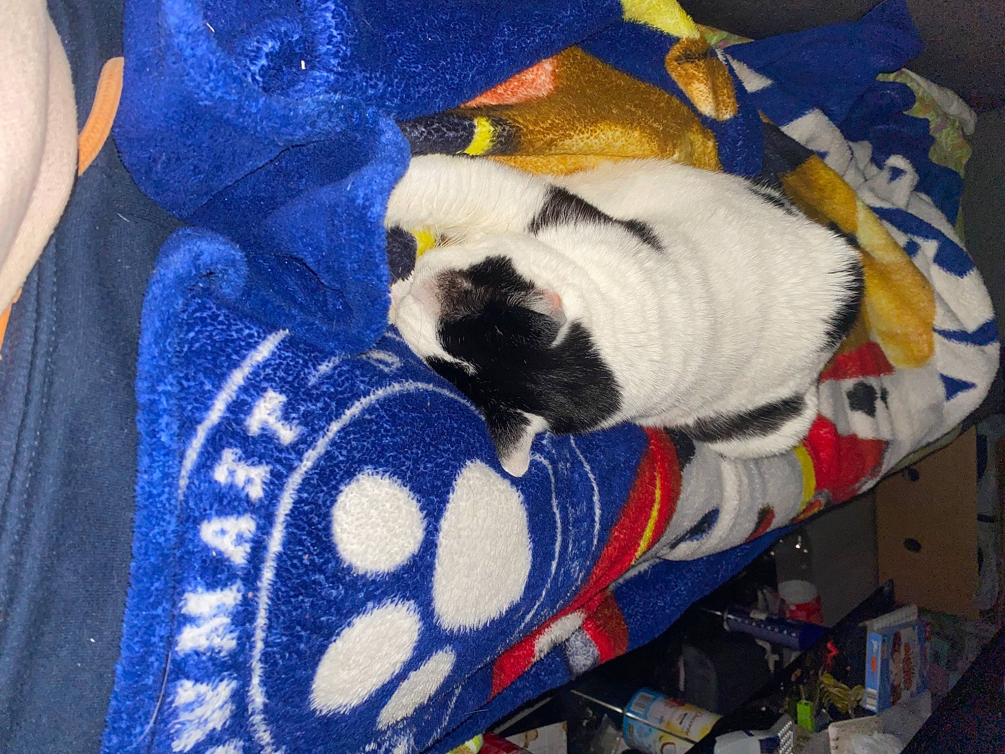 Mimine participe au concours pour gagner de l'argent avec cette photo : canidae, carnivore, comfort, companion_dog, couch, creative_arts, dog, dog_breed, electric_blue, fawn, fur, linens, nap, pattern, pet_supply, pug, snout, sporting_group, tail, textile