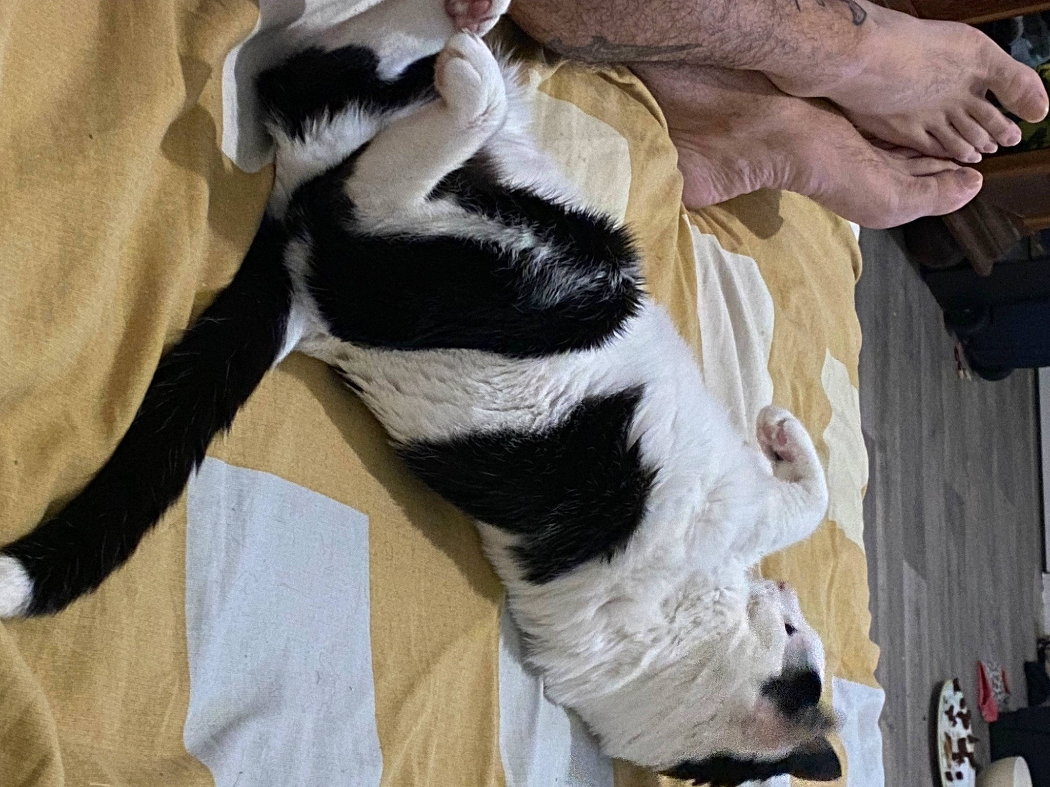 Mimine participe au concours pour gagner de l'argent avec cette photo : canidae, carnivore, claw, collar, comfort, companion_dog, dog, dog_breed, fawn, felidae, foot, fur, human_leg, paw, small_to_medium_sized_cats, snout, sporting_group, tail, whiskers, working_animal