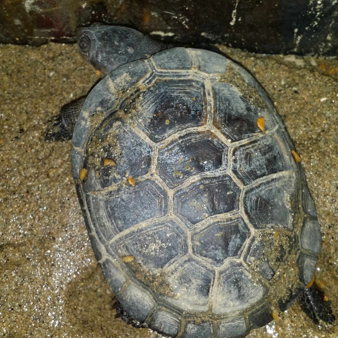 Turtle