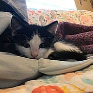 Minx joined the competition — help win amazing prizes! animal, bed, black_and_white, blanket, cat, comfort, cozy, cushion, cute, domestic_animal, ears, fur, indoor, kitten, pet, resting, sleepy, soft, whiskers, young