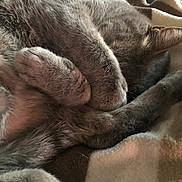 Titou participe au concours pour gagner de l'argent avec cette photo : abyssinian, animal, bear, bed, bedroom, blanket, canine, cat, chair, couch, dog, furniture, homedecor, kitten, manx, person, pet, puppy, quilt, sleeping