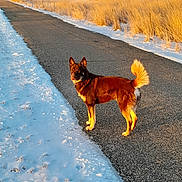 Dale joined the competition — help win amazing prizes! dog, snow, road, winter, sunlight, outdoor, animal, fur, tail, ears, grass, field, nature, path, cold, daytime, canine, walking, scenery, landscape