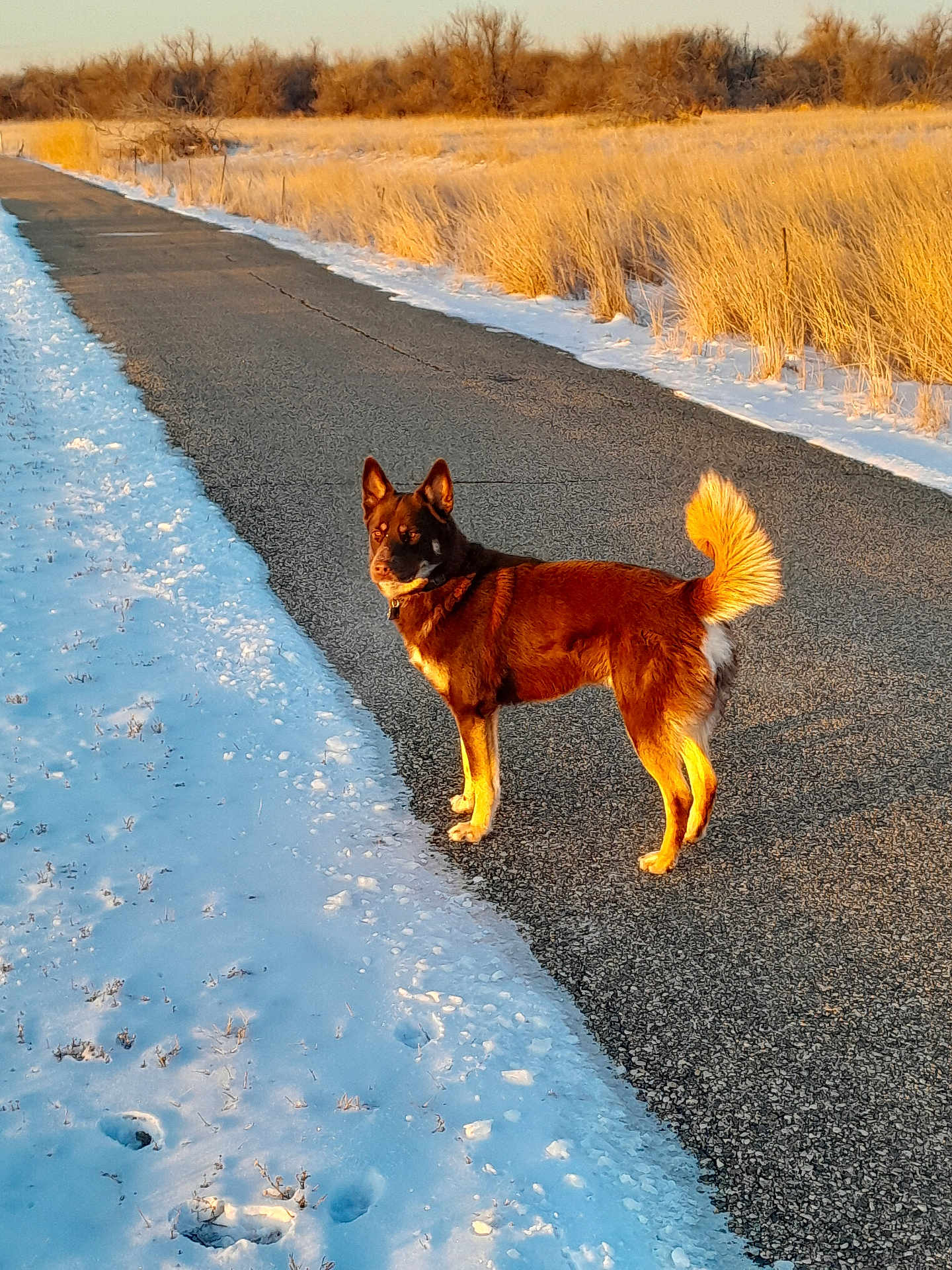 Dale joined the competition — help win amazing prizes! dog, snow, road, winter, sunlight, outdoor, animal, fur, tail, ears, grass, field, nature, path, cold, daytime, canine, walking, scenery, landscape