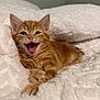 kitten, cat, orange_tabby, pet, cute, fluffy, blanket, indoor, animal, feline, sleeping_area, soft_texture, young, small, whiskers, paw, relaxed, fur, mouth_open, playful
