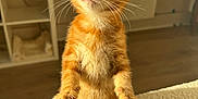 Alva joined the competition — help win amazing prizes! kitten, orange_tabby, cat, indoor, sunlight, fluffy, curious, standing, pet, animal, feline, whiskers, ears, soft_texture, cozy, warm_light, floor, furniture, radiator, home