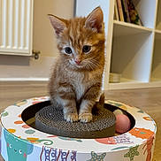 Alva is registered to the contest to win money with this photo: kitten, cat, orange_tabby, pet, toy, cardboard, scratcher, indoor, floor, furniture, sitting, cute, small, animal, mammal, whiskers, ears, eyes, playful, home