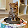 kitten, cat, orange_tabby, pet, toy, cardboard, scratcher, indoor, floor, furniture, sitting, cute, small, animal, mammal, whiskers, ears, eyes, playful, home