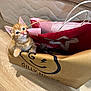 kitten, cat, pet, shopping_bag, indoor, wooden_floor, mattress, curious, cute, orange_cat, brown, paw, paper_bag, red_bag, floor, young_cat, small, animal, feline, home
