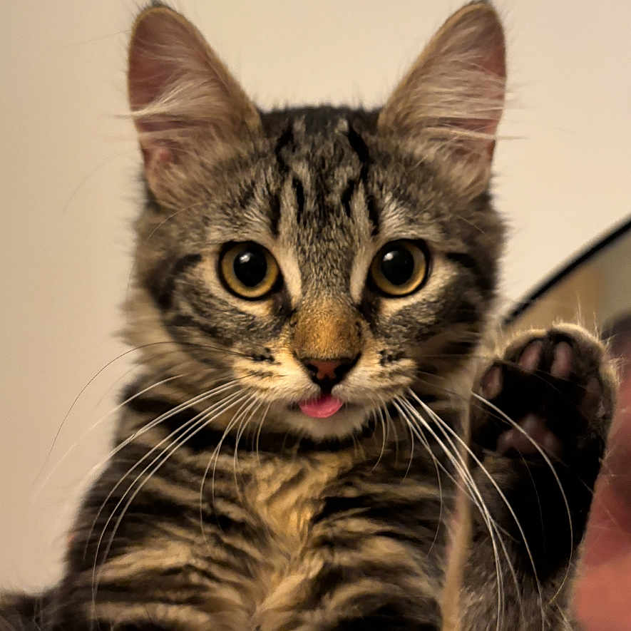 Pommy participe au concours pour gagner de l'argent avec cette photo : cat, close_up, curious, domestic_animal, ears, eyes, furry, indoor, kitten, looking_at_camera, paw, pet, playful, portrait, sharp_focus, soft_background, striped_fur, tabby, tongue_out, whiskers