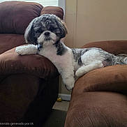 Duke joined the competition — help win amazing prizes! animal, black_and_white, brown_chair, canine, carpet, companion, cozy, cute, dog, domestic, fluffy, fur, furniture, home, indoor, living_room, lounge, pet, relaxed, resting