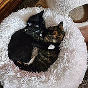 Mittens And Pancake is registered to the contest to win money with this photo: cat, kitten, cuddle, snuggle, pet_bed, furry, black_cat, tortoiseshell_cat, indoor, cozy, sleeping, resting, animal, cute, domestic_cat, pair, friendship, soft_bed, carpet, wooden_furniture