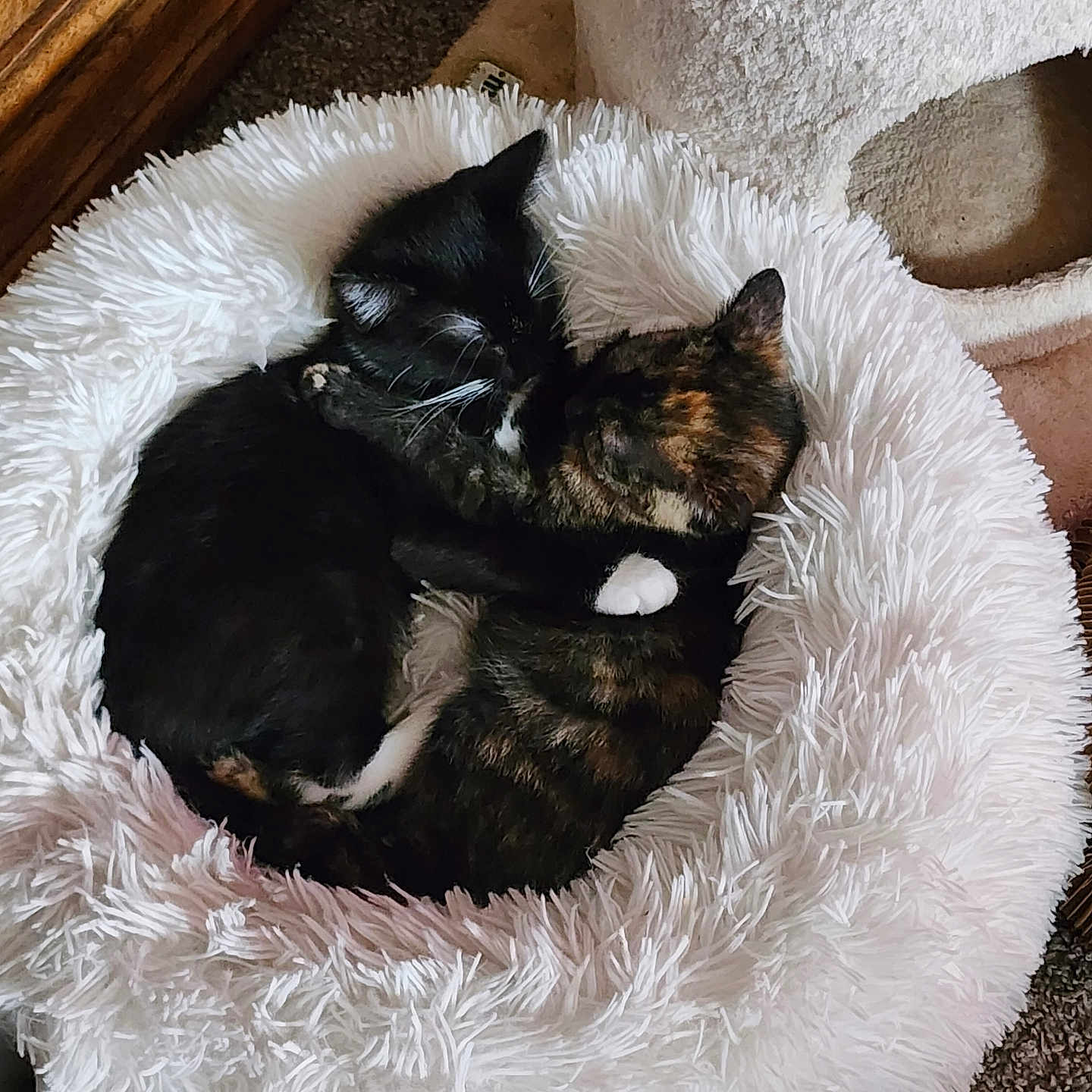 Mittens And Pancake is registered to the contest to win money with this photo: animal, black_cat, carpet, cat, cozy, cuddle, cute, domestic_cat, friendship, furry, indoor, kitten, pair, pet_bed, resting, sleeping, snuggle, soft_bed, tortoiseshell_cat, wooden_furniture