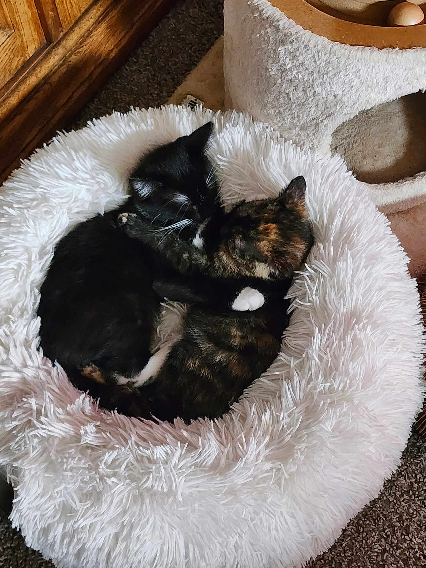 Mittens And Pancake is registered to the contest to win money with this photo: cat, kitten, cuddle, snuggle, pet_bed, furry, black_cat, tortoiseshell_cat, indoor, cozy, sleeping, resting, animal, cute, domestic_cat, pair, friendship, soft_bed, carpet, wooden_furniture