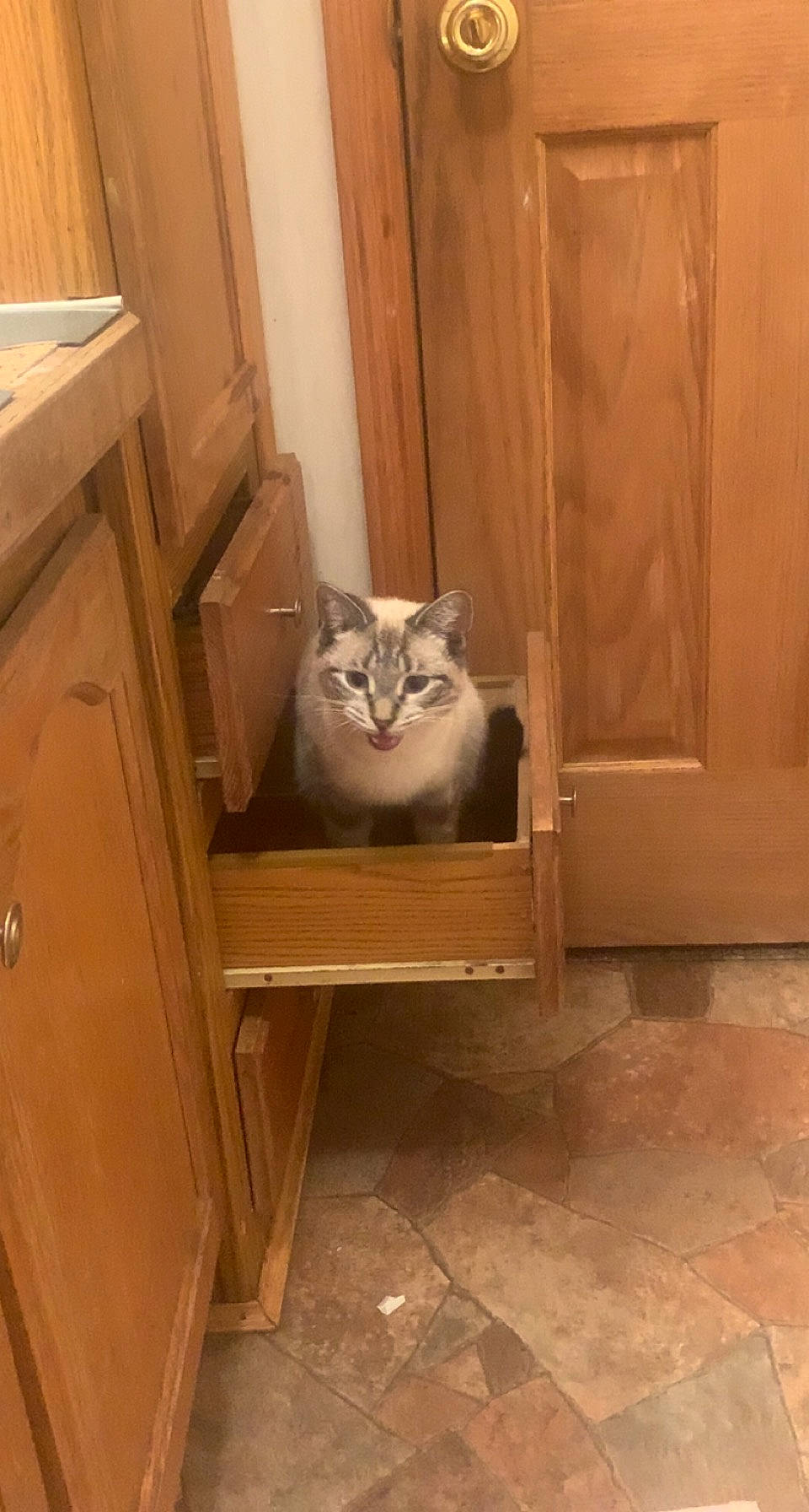 Blue is registered to the contest to win money with this photo: brown, cabinetry, carnivore, cat, cat_supply, chair, comfort, door, drawer, fawn, felidae, floor, flooring, hardwood, shelf, small_to_medium_sized_cats, whiskers, window, wood, wood_stain