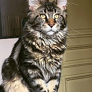 Patong participe au concours pour gagner de l'argent avec cette photo : cat, tabby, fluffy, sitting, yellow_eyes, indoor, furniture, fur, whiskers, pet, animal, portrait, closeup, mammal, domestic_cat, looking_away, feline, calm, cute, household