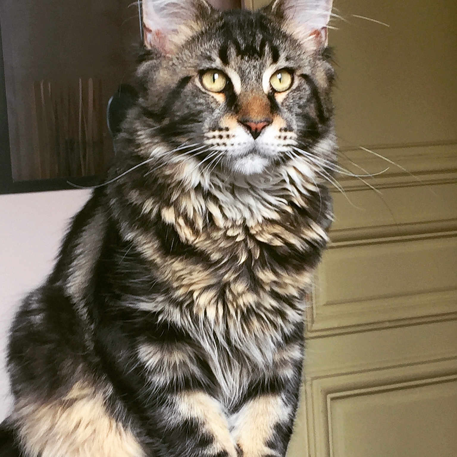 Patong participe au concours pour gagner de l'argent avec cette photo : cat, tabby, fluffy, sitting, yellow_eyes, indoor, furniture, fur, whiskers, pet, animal, portrait, closeup, mammal, domestic_cat, looking_away, feline, calm, cute, household