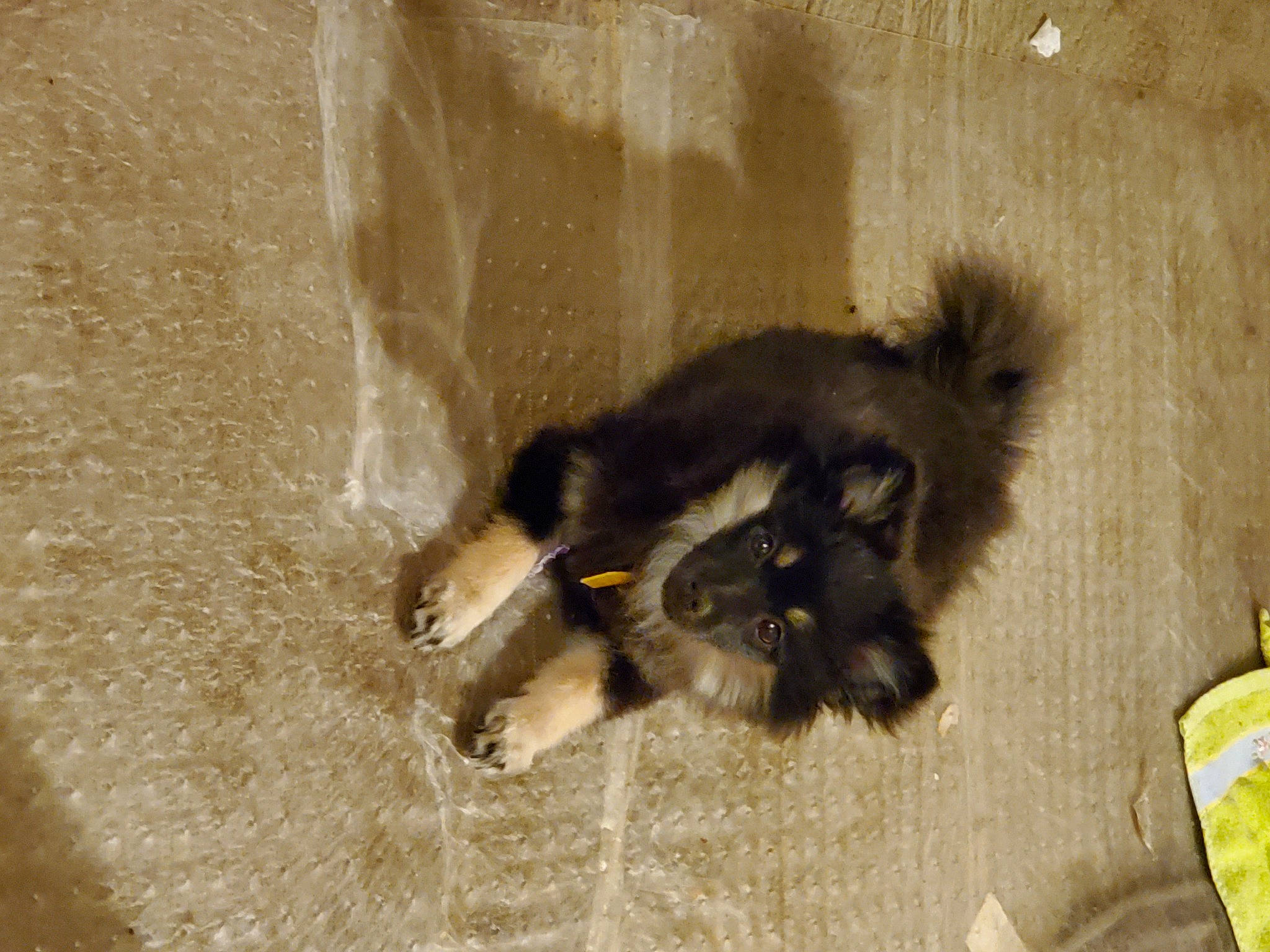 Calypso is registered to the contest to win money with this photo: carnivore, cat, cat_toy, claw, dog_breed, felidae, flooring, fur, paw, small_to_medium_sized_cats, tail, terrestrial_animal, whiskers