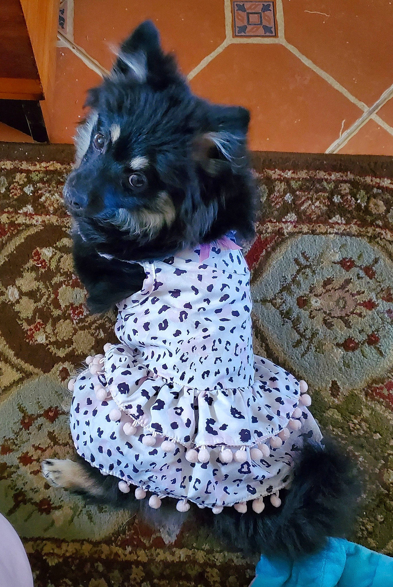 Calypso joined the competition — help win amazing prizes! art, baby_toddler_clothing, blue, canidae, carnivore, companion_dog, creative_arts, dog, dog_breed, dog_supply, electric_blue, embellishment, fashion_accessory, flooring, fur, pattern, purple, sporting_group, toy_dog, wool