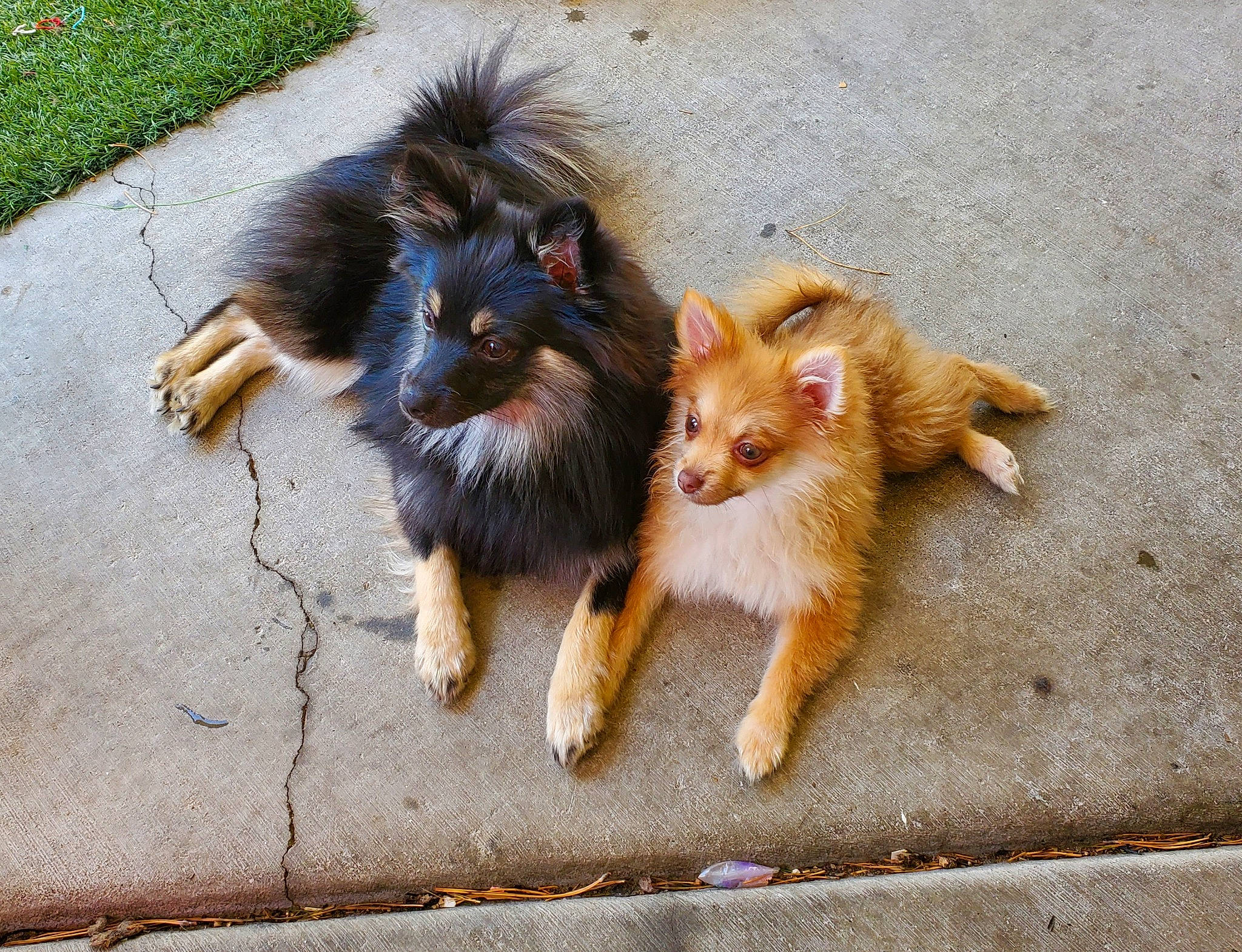 Calypso is registered to the contest to win money with this photo: canidae, carnivore, companion_dog, dog, dog_breed, fawn, felidae, fur, german_spitz, german_spitz_klein, grass, herding_dog, paw, road_surface, sporting_group, tail, toy_dog, whiskers, working_animal, working_dog