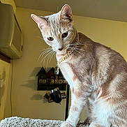 Dash is registered to the contest to win money with this photo: cat, indoor, feline, pet, gold_chain, carpet, curious, perched, warm_lighting, wall, air_conditioner, welcome_sign, fur, whiskers, ears, portrait, domestic, household, looking_down, closeup