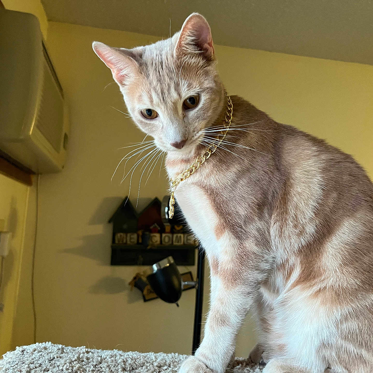 Dash is registered to the contest to win money with this photo: cat, indoor, feline, pet, gold_chain, carpet, curious, perched, warm_lighting, wall, air_conditioner, welcome_sign, fur, whiskers, ears, portrait, domestic, household, looking_down, closeup