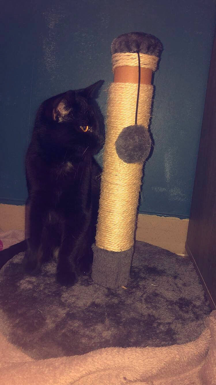 Cacao participe au concours pour gagner de l'argent avec cette photo : black_cat, british_shorthair, carnivore, cat, felidae, kitten, persian, small_to_medium_sized_cats, tail, whiskers