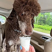 Prada joined the competition — help win amazing prizes! animal, blue_nail_polish, brown, canine, car_interior, close_up, cup, curious, curly_fur, dog, greenery, hand, indoor, nails, pet, poodle, seat, treat, waiting, window