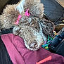 Prada is registered to the contest to win money with this photo: bandana, bows, brown_poodle, car_interior, close_up, colorful_fabric, cozy, curly_fur, dog, fur_texture, human_arm, maroon_sweater, nose, passenger_seat, pet, pink_bows, poodle, portrait, sleepy, travel