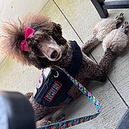 Prada joined the competition — help win amazing prizes! attentive, closeup, collar, concrete, curly_fur, dog, floral_leash, haircut, harness, leash, outdoor, patio, paws, pink_bow, poodle, service_dog, sitting, snout, vest, working_dog