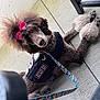 attentive, closeup, collar, concrete, curly_fur, dog, floral_leash, haircut, harness, leash, outdoor, patio, paws, pink_bow, poodle, service_dog, sitting, snout, vest, working_dog