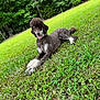 Prada joined the competition — help win amazing prizes! animal, canine, collar, dog, fur, grass, greenery, happy, laying_down, mammal, nature, outdoor, park, pet, playful, poodle, portrait, relaxing, summer, trees