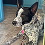 Zues joined the competition — help win amazing prizes! dog, indoor, black_and_white, speckled, ears, collar, leash, tile_floor, pet, animal, resting, closeup, brown_eyes, fur_pattern, domestic, quiet, curious, background_blur, accessory, tags