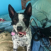 Zues is registered to the contest to win money with this photo: dog, black_and_white, spotted, pet, bed, blanket, clothes, leash, indoor, furniture, wooden_cabinet, pillow, collar, tag, tongue_out, ears_up, happy, playful, canine, domestic_animal