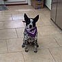 Zues joined the competition — help win amazing prizes! dog, bandana, purple, tile_floor, kitchen, boxes, refrigerator, indoor, pet, sitting, black_and_white, ears_up, looking_at_camera, domestic_animal, companion, floor_tiles, home, animal, cute, alert