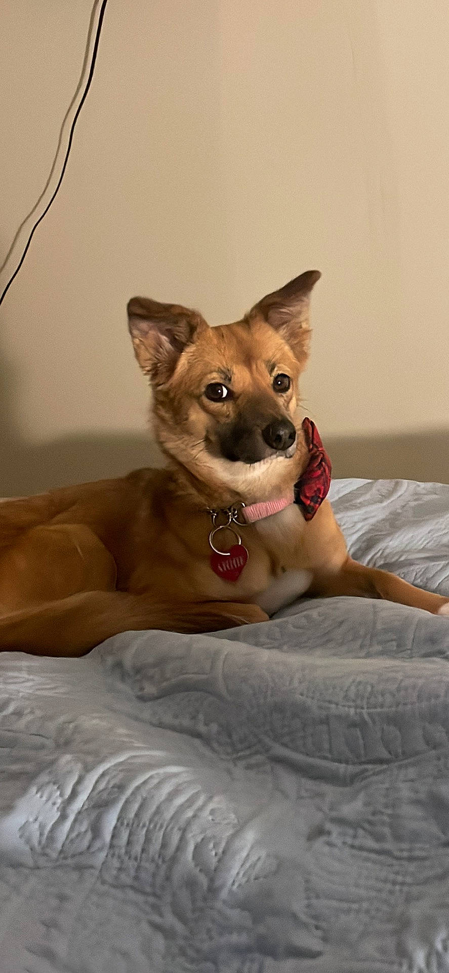 Annie joined the competition — help win amazing prizes! carnivore, chihuahua, collar, comfort, companion_dog, dog, dog_breed, dog_collar, dog_supply, fawn, felidae, fur, paw, small_to_medium_sized_cats, snout, tail, terrestrial_animal, toy_dog, whiskers, working_animal