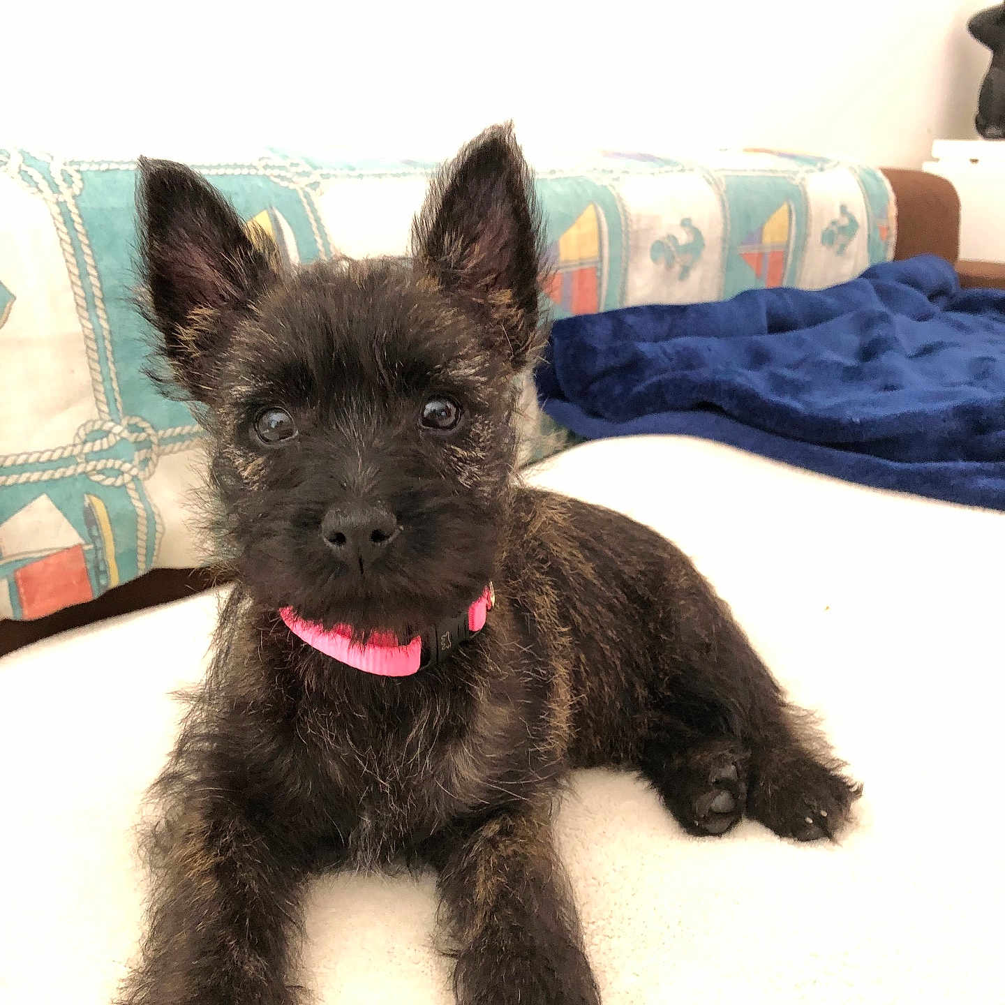 Vera a rejoint le concours — aidez-le/la à gagner de superbes lots ! affenpinscher, animal, architecture, building, bulldog, canine, couch, cushion, dog, frenchbulldog, furniture, homedecor, indoors, livingroom, pet, poodle, puppy, room, terrier, whitedog