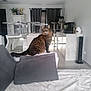 blanket, cat, cat_tree, couch, cozy, curtains, decor, door, fish_tank, floor, furniture, home, indoor, living_room, modern, pillow, plant, tabby, trophy, window