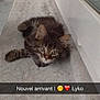 Lyko participe au concours pour gagner de l'argent avec cette photo : asian, carnivore, cat, domestic_short_haired_cat, dragon_li, european_shorthair, felidae, floor, fur, kitten, kurilian_bobtail, maine_coon, norwegian_forest_cat, photo_caption, polydactyl_cat, siberian, small_to_medium_sized_cats, tabby_cat, whiskers, wild_cat