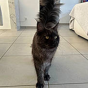 Yuna a rejoint le concours — aidez-le/la à gagner de superbes lots ! animal, black_cat, cat, curious, cute, domestic_cat, ears, floor, fluffy, furniture, home, indoor, mammal, modern_interior, pet, tail_up, tile_floor, walking, whiskers, yellow_eyes