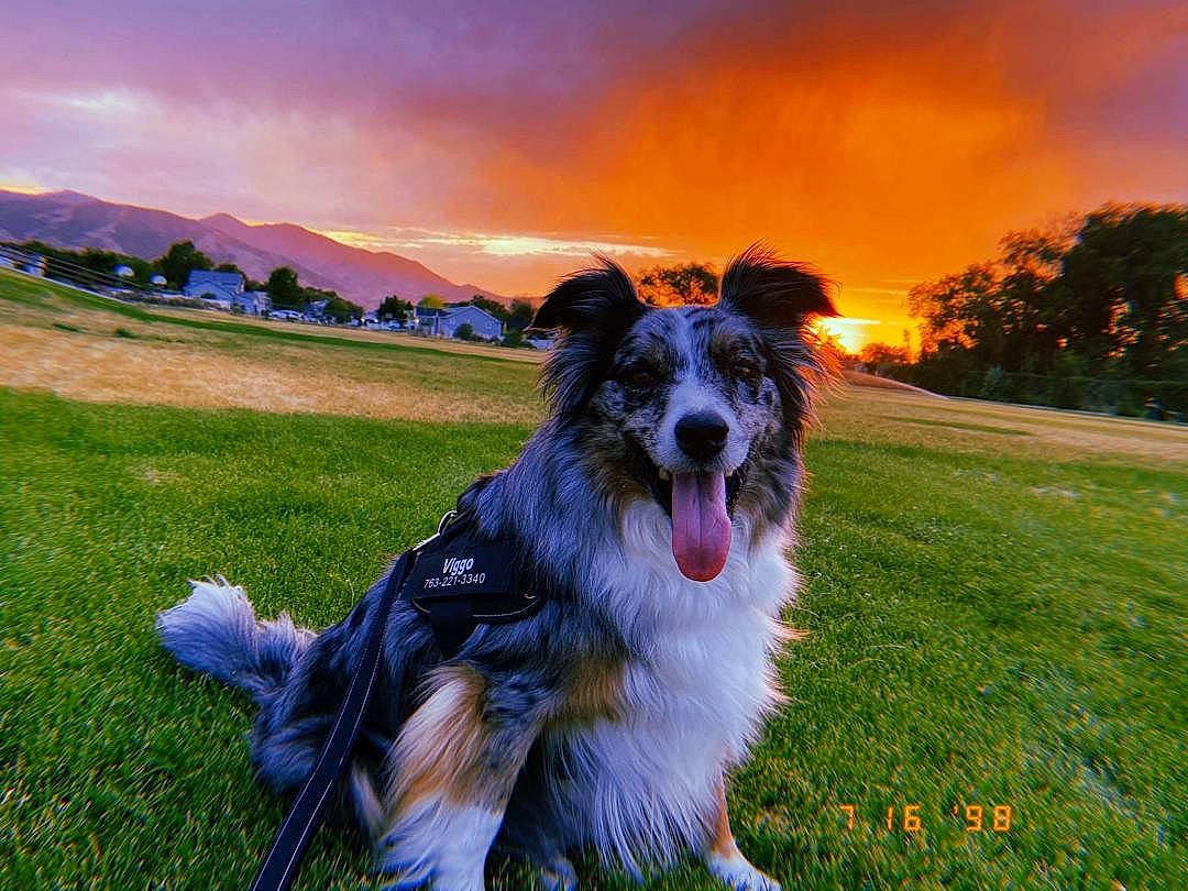 Viggo joined the competition — help win amazing prizes! australian_shepherd, border_collie, carnivore, cloud, collar, companion_dog, dog, dog_breed, dog_collar, grass, grassland, herding_dog, horizon, landscape, plant, sky, snout, sunlight, tree, whiskers