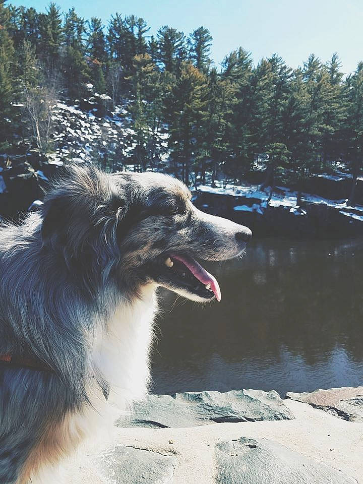 Viggo joined the competition — help win amazing prizes! australian_shepherd, canidae, canis, carnivore, companion_dog, dog, dog_breed, fang, freezing, herding_dog, mountain, plant, sky, snout, sporting_group, tree, water, winter, working_animal, working_dog