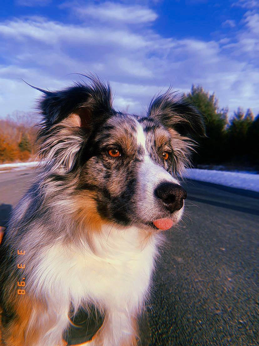 Viggo joined the competition — help win amazing prizes! australian_shepherd, canidae, carnivore, cloud, companion_dog, dog, dog_breed, fur, herding_dog, landscape, plant, sky, sporting_group, tree, whiskers, working_dog