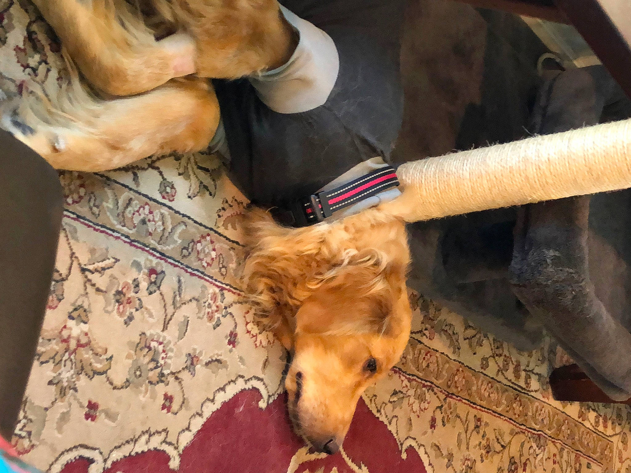 Sandoval is registered to the contest to win money with this photo: canidae, carnivore, collar, companion_dog, dog, dog_breed, fawn, fur, gesture, human_leg, liver, mammal, pet_supply, snout, sporting_group, thigh, vertebrate, wood, working_animal, wrist