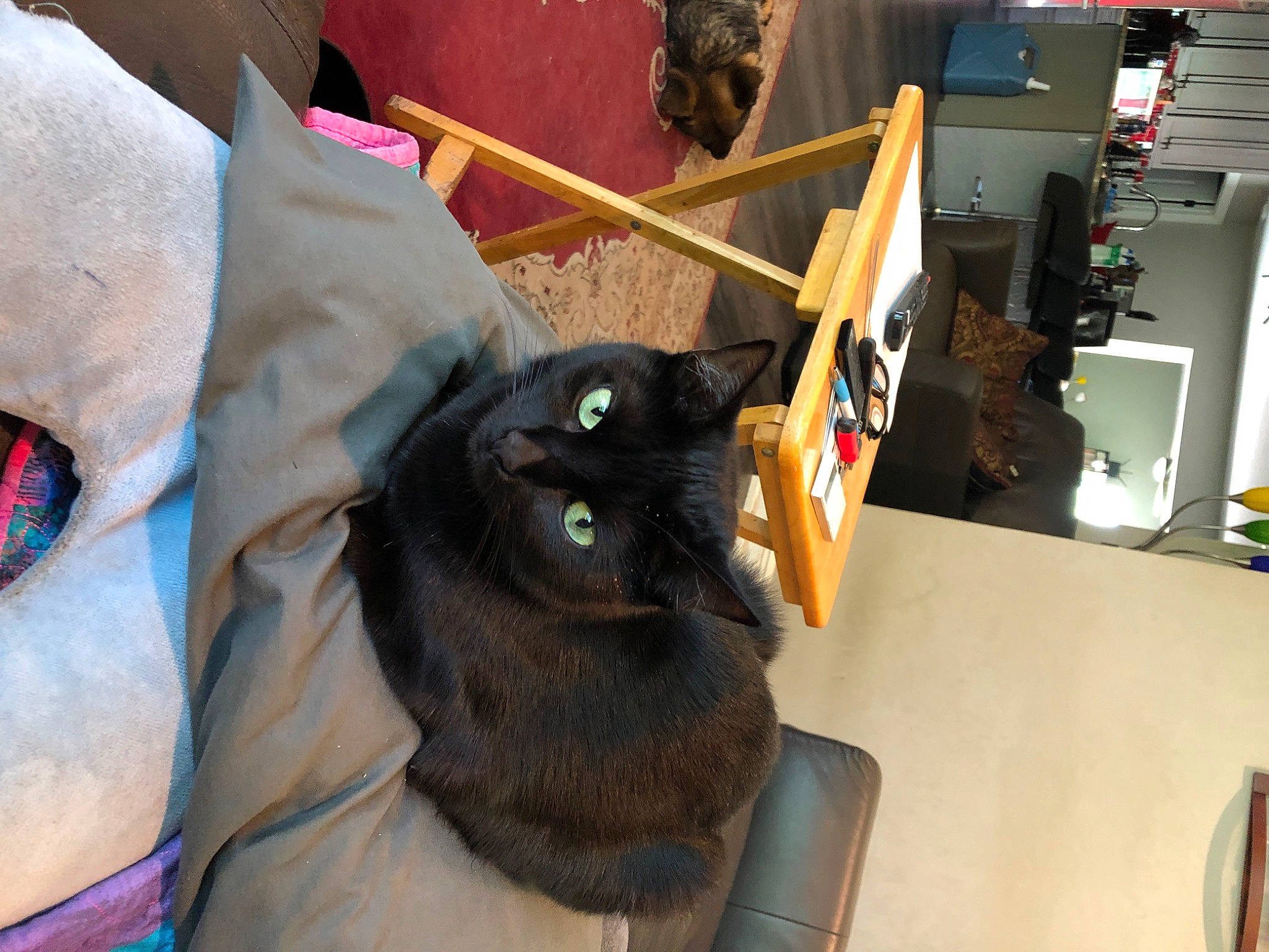 Annika is registered to the contest to win money with this photo: bag, black_cat, box, carnivore, cat, chair, comfort, computer_keyboard, computer_monitor, desk, domestic_short_haired_cat, felidae, fur, paper_product, peripheral, small_to_medium_sized_cats, table, whiskers