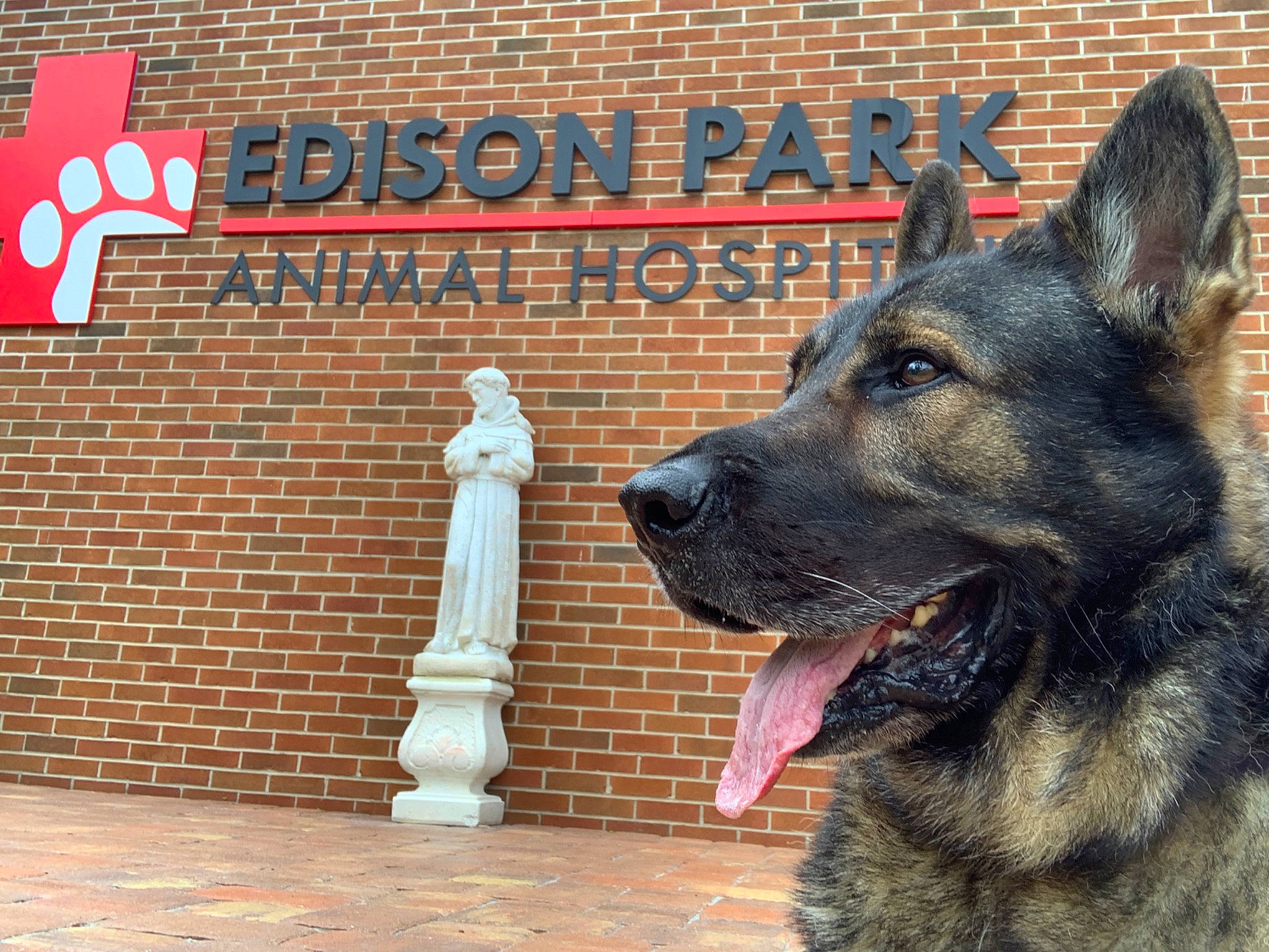 Hubbard joined the competition — help win amazing prizes! ancient_dog_breeds, canidae, carnivore, dog, dog_breed, east_european_shepherd, german_shepherd_dog, giant_dog_breed, king_shepherd, kunming_wolfdog, mammal, old_german_shepherd_dog, police_dog, rare_breed_dog, shiloh_shepherd_dog, snout, vertebrate, working_dog