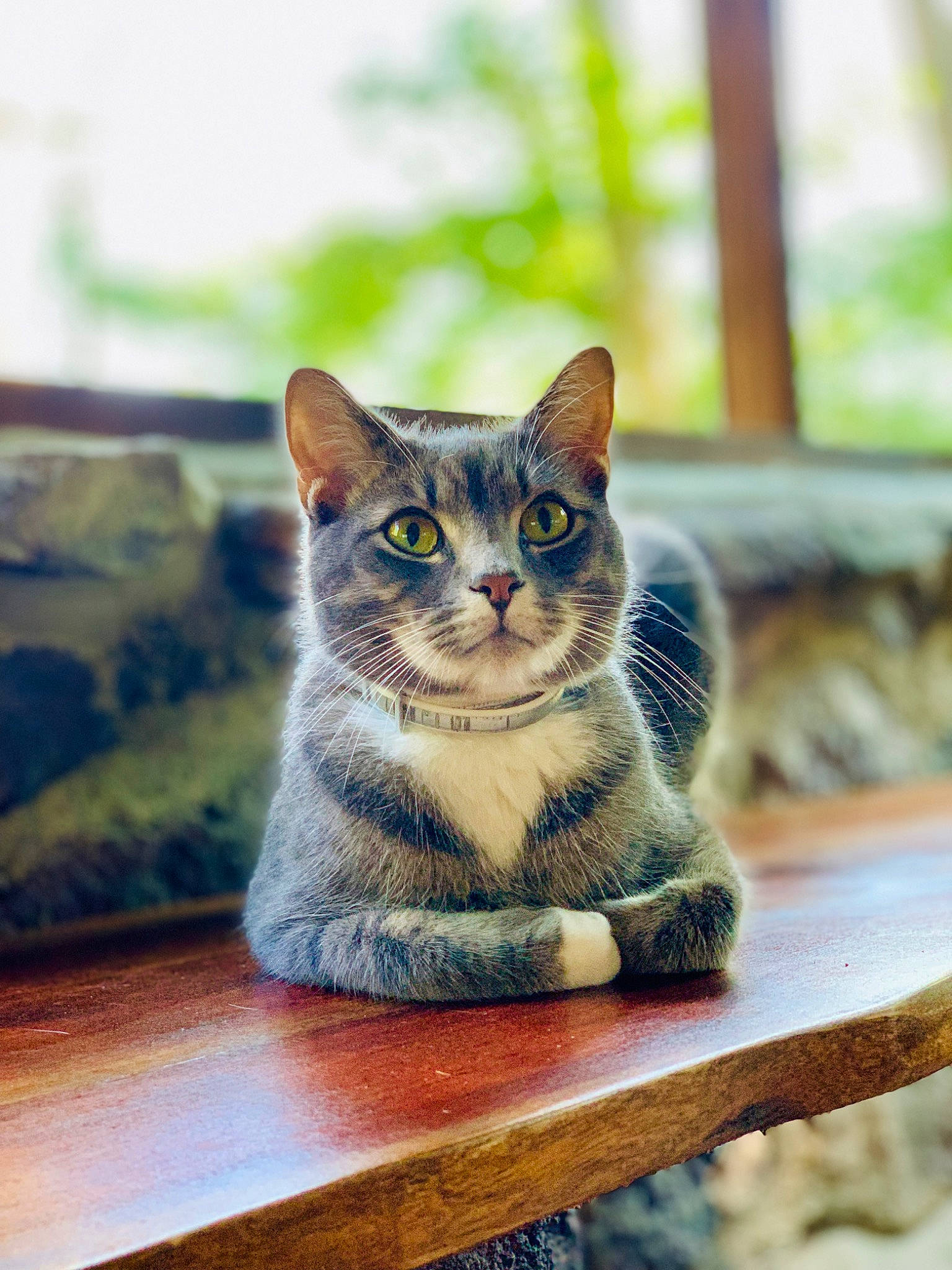 Tweet Tweet joined the competition — help win amazing prizes! carnivore, cat, domestic_short_haired_cat, electric_blue, fawn, felidae, fur, grass, grey, russian_blue, sitting, small_to_medium_sized_cats, snout, table, terrestrial_animal, whiskers, wildlife, wood