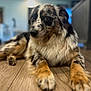 dog, animal, pet, indoor, wooden_floor, fur, relaxed, lying_down, brown, black, white, portrait, canine, close_up, domestic_animal, focus, blurry_background, ears, paws, eyes