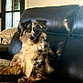 dog, indoor, leather_couch, spotted_fur, fluffy, pet, relaxing, cozy, window, pillow, home, animal, sitting, tongue_out, fur, companion, domestic, furniture, cute, comfortable