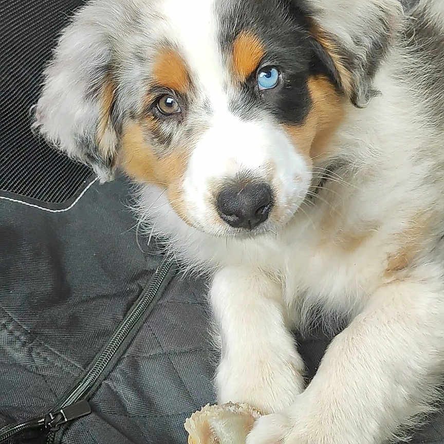 Arrow participe au concours pour gagner de l'argent avec cette photo : adorable, animal, black_fabric, blue_eye, bone, brown_eye, canine, chew_toy, close_up, curious, cute, dog, fur, heterochromia, indoor, paw, pet, puppy, resting, young