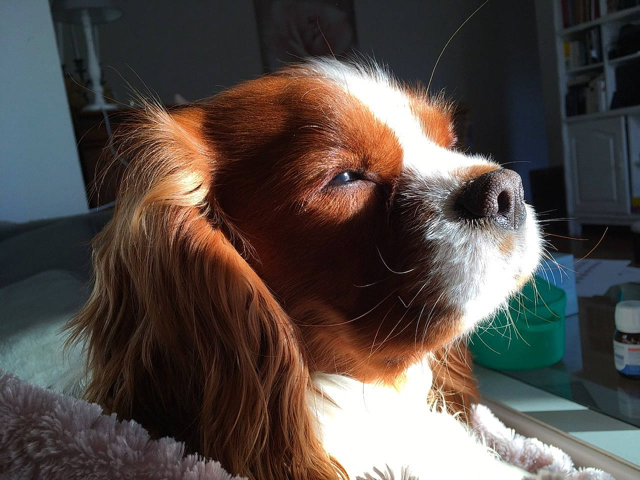 Miel participe au concours pour gagner de l'argent avec cette photo : canidae, carnivore, cavalier_king_charles_spaniel, companion_dog, dog, dog_breed, ear, fawn, king_charles_spaniel, kooikerhondje, mammal, phalene, puppy, snout, spaniel, sporting_group, toy_dog, welsh_springer_spaniel
